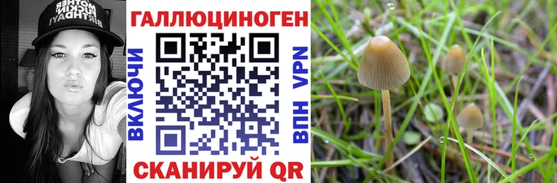Псилоцибиновые грибы Psilocybine cubensis  Назрань 